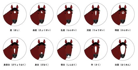 馬星|【今さら聞けない競馬学】流星など、馬の顔の模様にはどんな種。